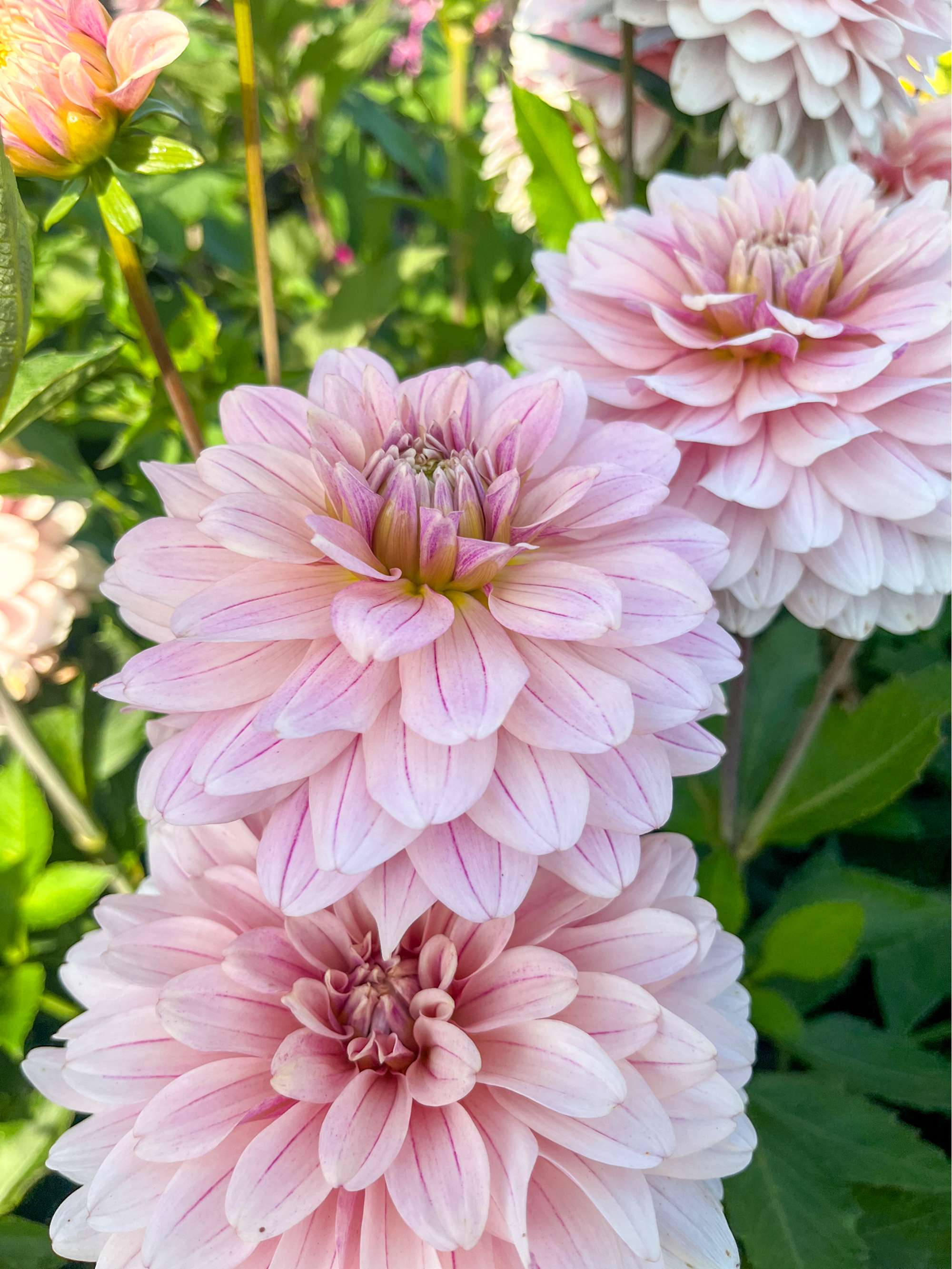 Dahlia 'Glossy Olivia'
